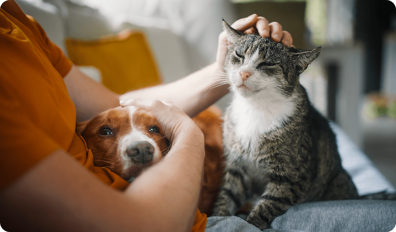 Person petting a dog and a cat.