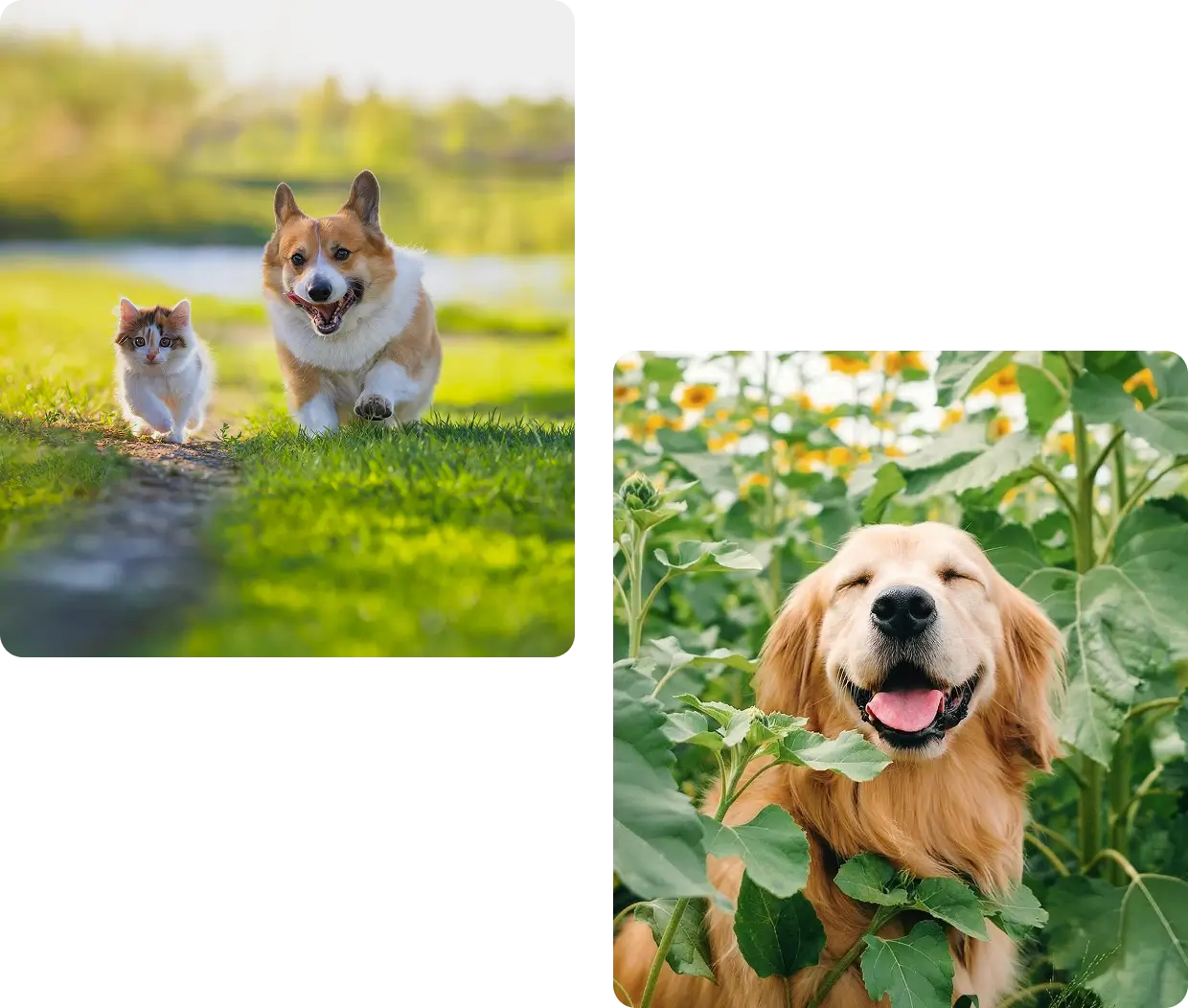 Corgi and kitten walking, dog in flowers.